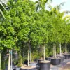 Buy Conocarpus Lancifolius, Lanceleaf Buttonwood from Nursery Nisarga