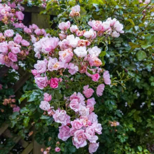 Buy Creeping Rose plant online at Nursery Nisarga