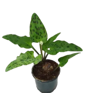 Buy African Hosta/ Drimiopsis Maculata Plant Online