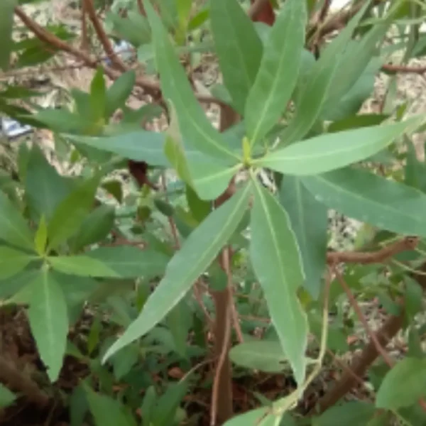 Buy Conocarpus Lancifolius, Lanceleaf Buttonwood from Nursery Nisarga