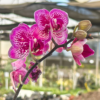 Buy Moth Orchid "Phalaenopsis" - plant online at nursery nisarga