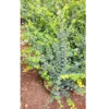 Buy Malpighia Coccigera, Taramani Plant (Bonsai) Online