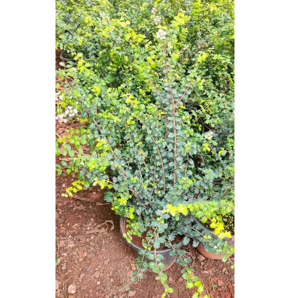 Buy Malpighia Coccigera, Taramani Plant (Bonsai) Online