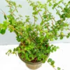 Buy Malpighia Coccigera, Taramani Plant (Bonsai) Online