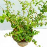 Buy Malpighia Coccigera, Taramani Plant (Bonsai) Online