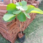 Buy Palash "Tesu", Butea monosperma (White), Flame of forest- Plant Online