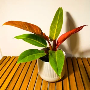 Buy Philodendron 'Red King' Online
