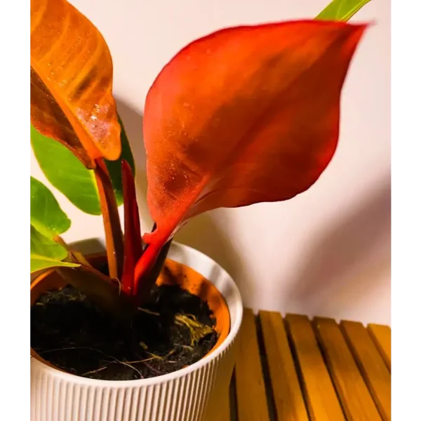 Buy Philodendron 'Red King' Online