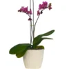 Buy Moth Orchid "Phalaenopsis" - plant online at nursery nisarga