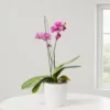 Buy Moth Orchid "Phalaenopsis" - plant online at nursery nisarga