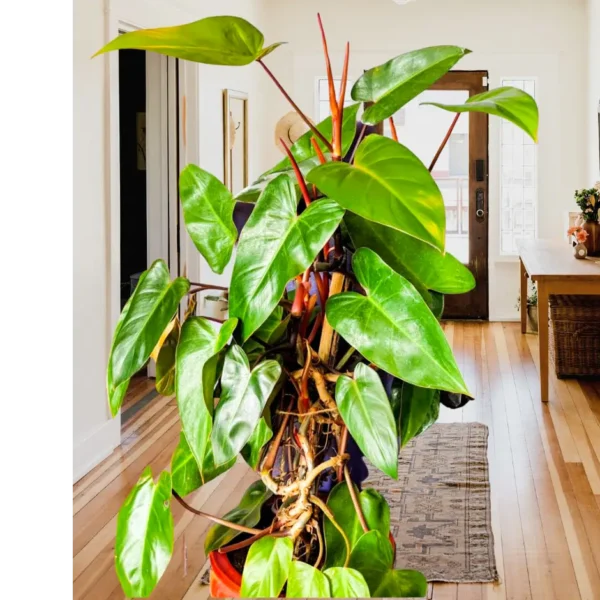 Buy Philodendron 'Red Emerald' Online at nursery nisarga