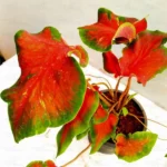 Buy Red Ruffle Caladium Plant Online