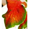 Buy Red Ruffle Caladium Plant Online