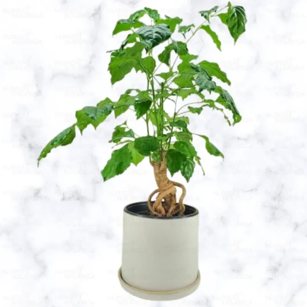 Buy Radermachera Sinica Bonsai Plant Online