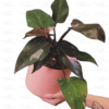 Buy Exotic philodendron Pink Princess lowest price - Nursery Nisarga