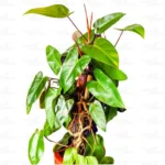 Buy Philodendron 'Red Emerald' Online at nursery nisarga