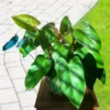 Buy Philodendron 'Red Emerald' Online at nursery nisarga