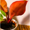 Buy Philodendron 'Red King' Online