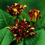 Buy Abracadabra Rose Plant "Hocus Pocus Rose" from Nursery Nisarga