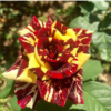Buy Abracadabra Rose Plant "Hocus Pocus Rose" from Nursery Nisarga