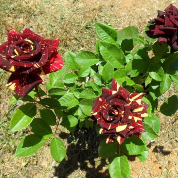 Buy Abracadabra Rose Plant "Hocus Pocus Rose" from Nursery Nisarga