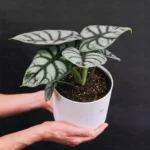 Buy Alocasia Silver Dragon "Baginda" online at Nursery Nisarga