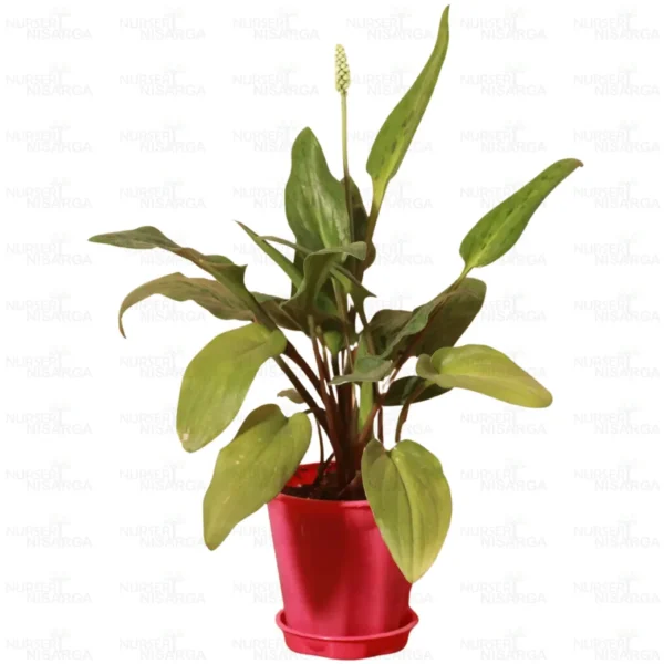 Buy African Hosta/ Drimiopsis Maculata Plant Online
