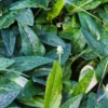 Buy African Hosta/ Drimiopsis Maculata Plant Online