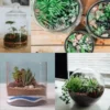 Pack of Terrarium Mini Plants