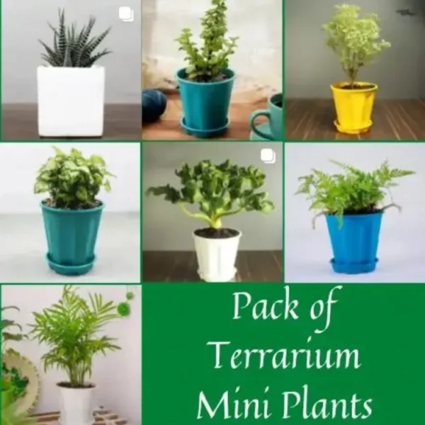 Pack of Terrarium Mini Plants