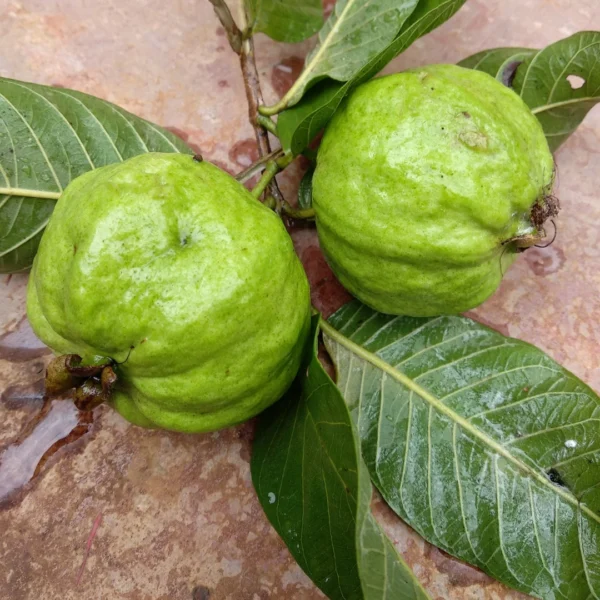 Buy Guava of VNR Variety from Nursery Nisarga
