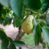 Buy Guava of VNR Variety from Nursery Nisarga