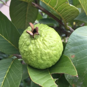 Buy Guava of VNR Variety from Nursery Nisarga
