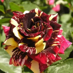 Abracadabra Gulab, Hocus pocus rose plant - Nursery Nisarga