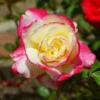 Buy Rosa 'Double Delight' Online