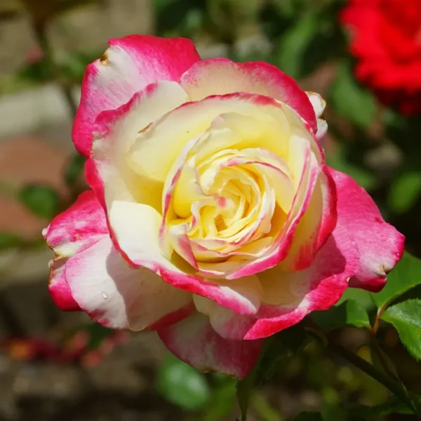 Buy Rosa 'Double Delight' Online