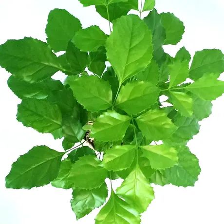 Buy Radermachera Sinica Bonsai Plant Online
