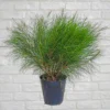 Buy Casuarina Glauca Plant onIine