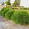 Buy Casuarina Glauca Plant onIine