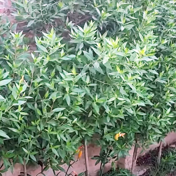 Lanceleaf Buttonwood, Conocarpus lancifolius - plant online at Nursery Nisarga