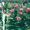 Creeping Rose plant online at Nursery Nisarga