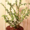 Buy Malpighia Coccigera, Taramani Plant online at nursery nisarga