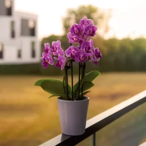 Buy Phalaenopsis "Moth Orchid" online at Nursery Nisarga