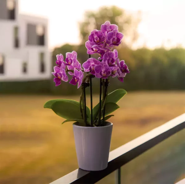 Buy Phalaenopsis "Moth Orchid" online at Nursery Nisarga