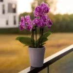 Buy Phalaenopsis "Moth Orchid" online at Nursery Nisarga