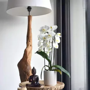 Buy Moth orchids - Nursery Nisarga