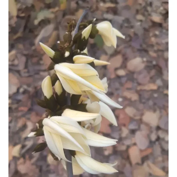 Buy Palash Tesu, Butea monosperma (White), Flame of forest Plant