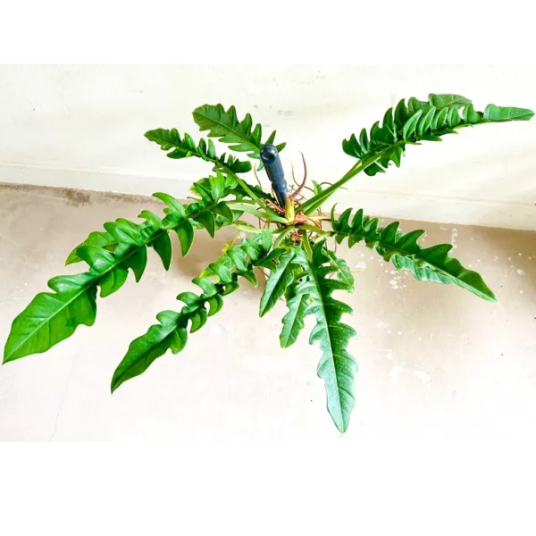 Buy Philodendron 'Ring of Fire' Plant Online