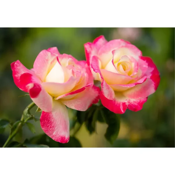 Buy Rosa 'Double Delight' Online