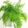 Buy Maidenhair Fern, Adiantum Raddianum Plant from Nursery Nisarga